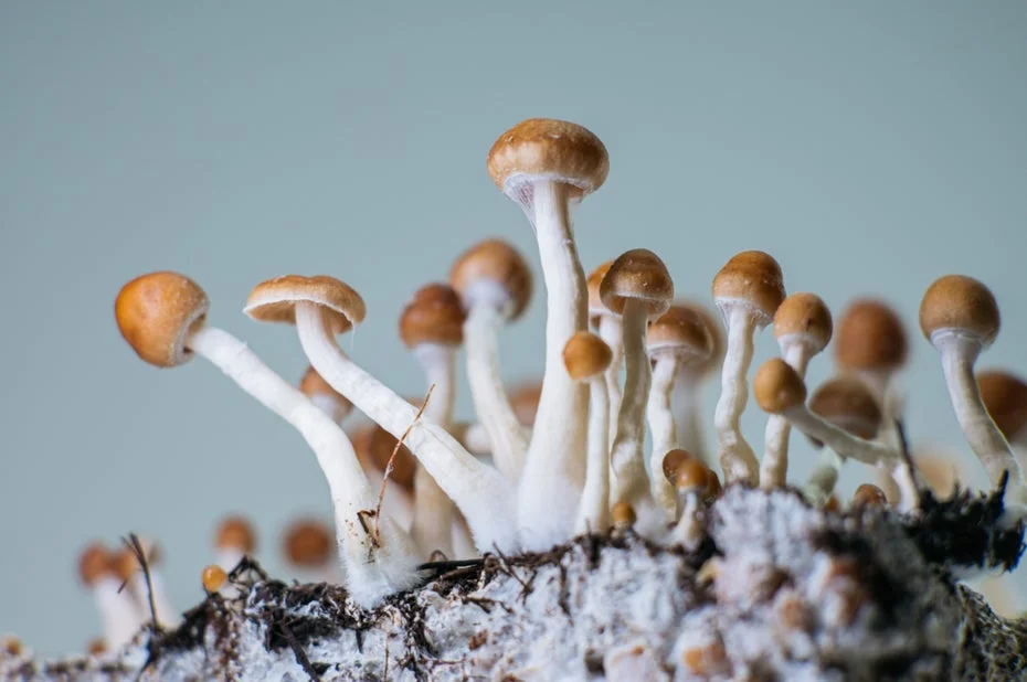 Magic Mushrooms Help Alzheimer Patient Speak Again – Breakthrough or Coincidence?