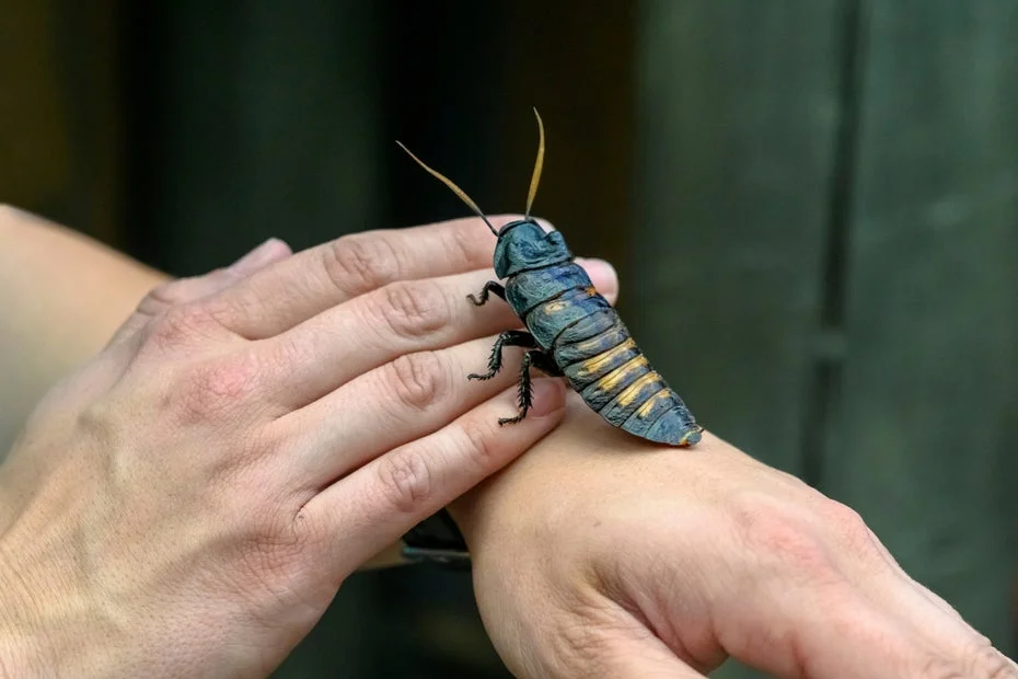 Cyborg Cockroaches in Diving Suits: First Responders for Flooded Debris