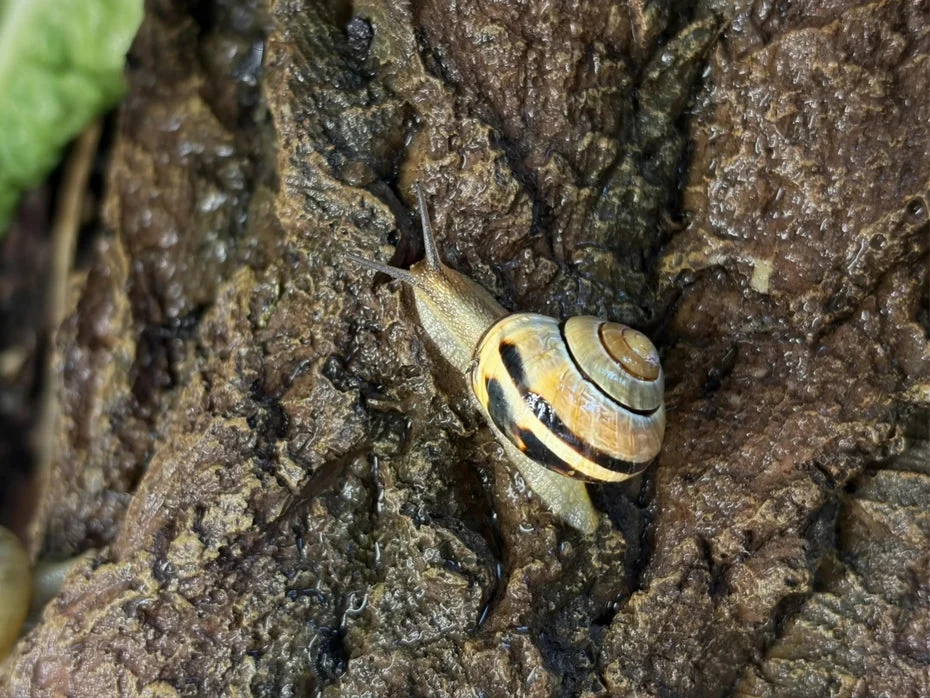 The Fascinating Potential of Snail Slime: A Natural Model for Adhesives and Medical Coatings