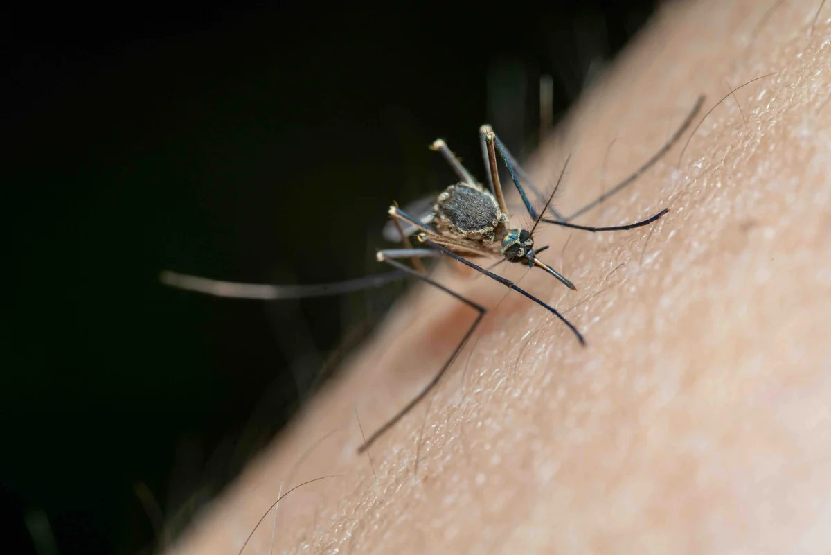 Effective Natural Tips to Keep Mosquitoes at Bay