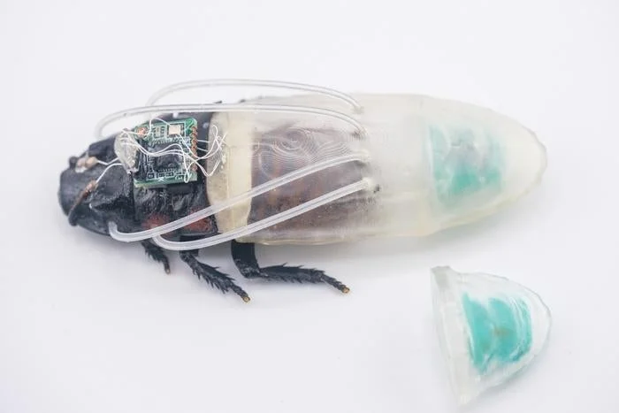 Three Hours Underwater: How Researchers Upgrade Cockroaches to Cyborg Divers