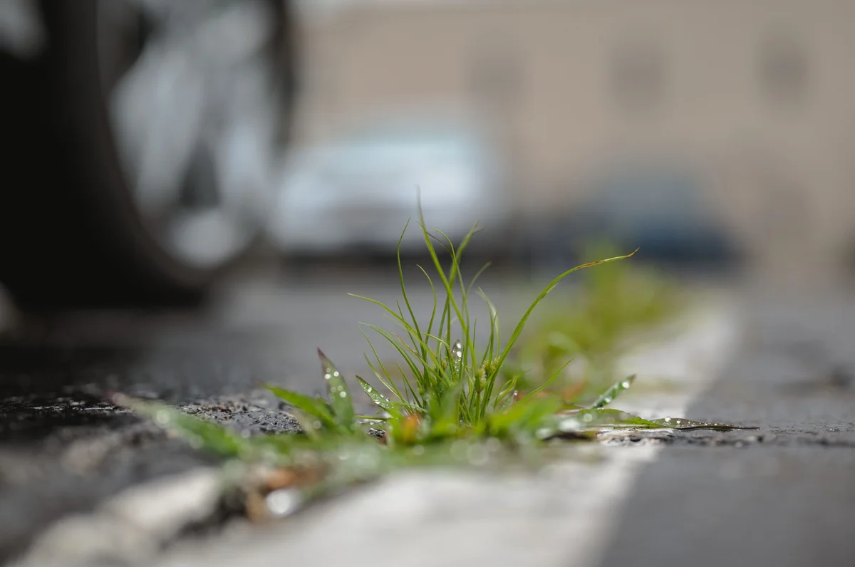 Effective Tips for Managing Weeds in Your Garden